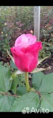 Кусты роз оптом