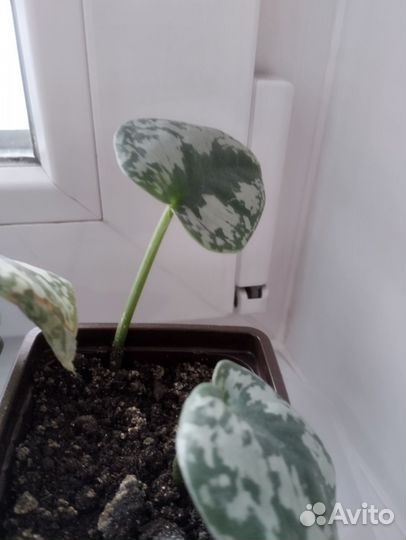 Цветы комнатные