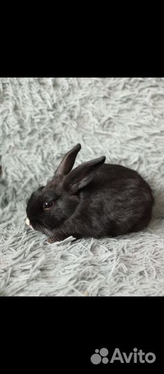 Декоративные кролики