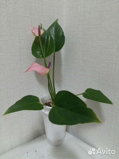 Антуриумы разные