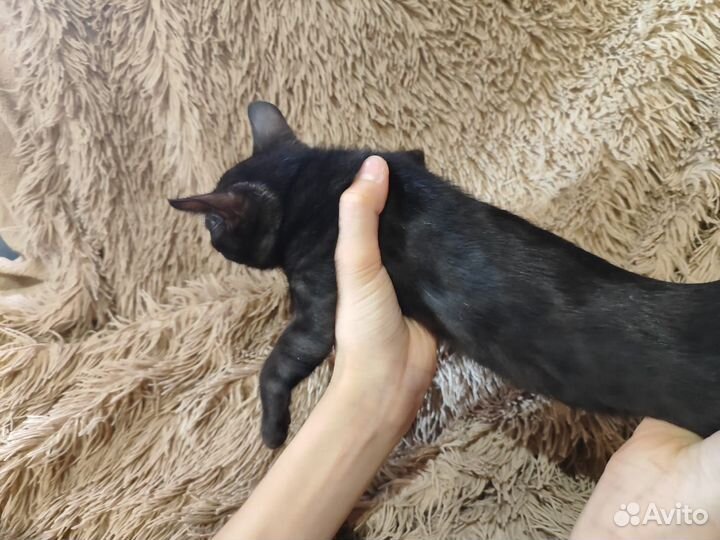 Бенгальские котята