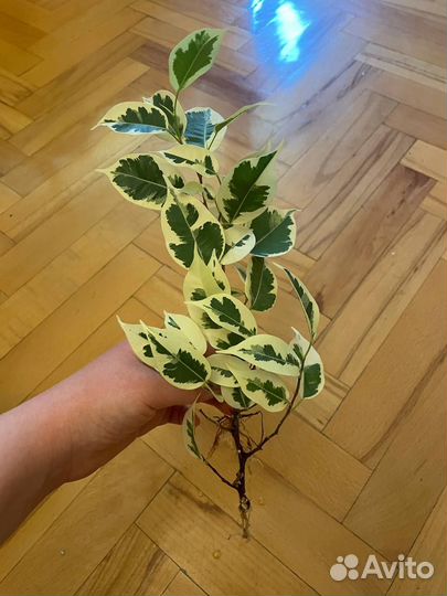 Фикус Старлайт (разновидность фикуса Бенджамина)