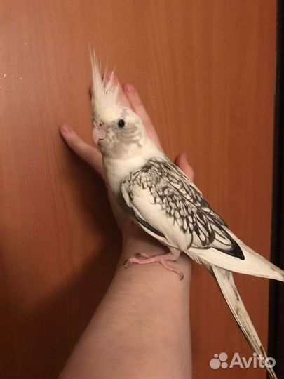 Попугай корелла альбинос