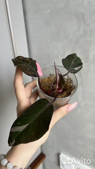 Филодендрон розовая принцесса