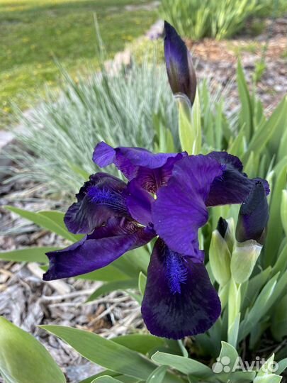 Ирисы карликовые