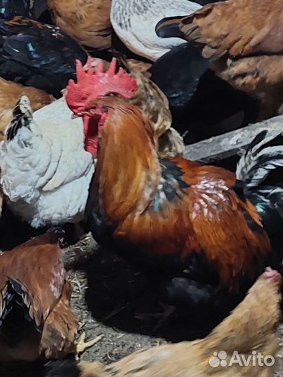 Петухи