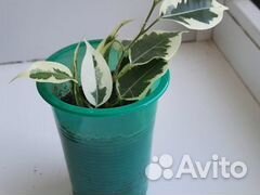 Фикус Де Гантель