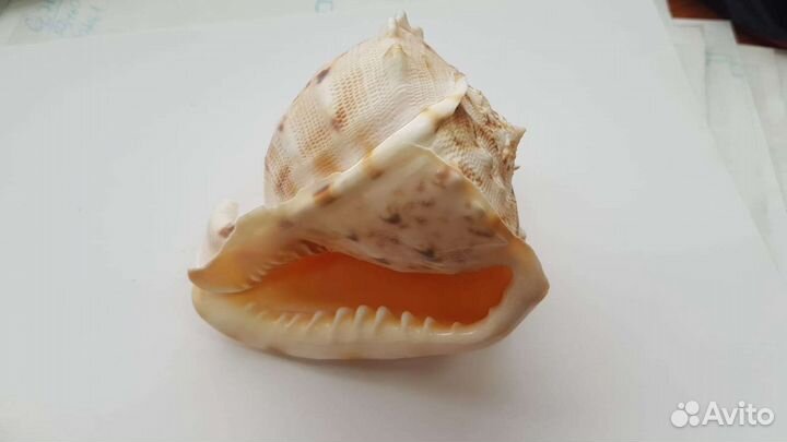 Ракушки морские и звезды