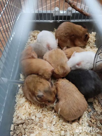 Сирийские хомячки малыши