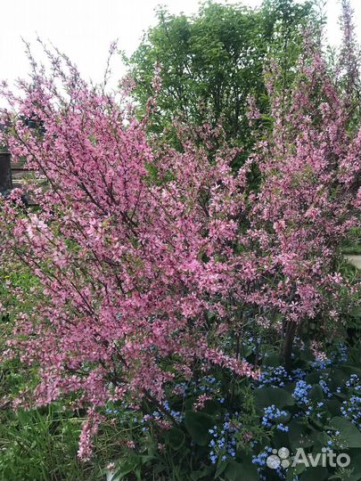 Продаю саженцы миндаля