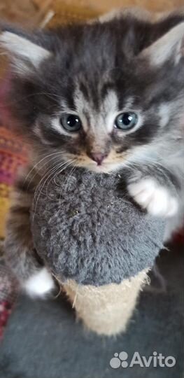 Турецкая ангора