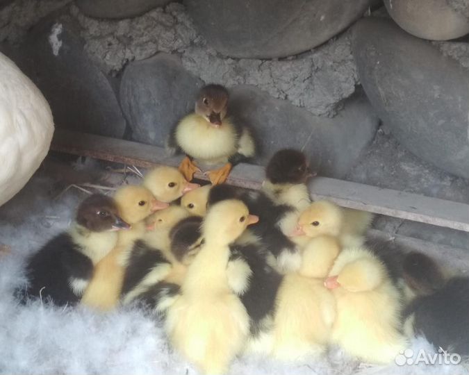 Продажа индоутят