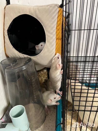 Отдам в добрые руки крысят дамбо