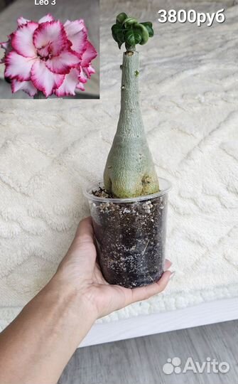 Мини адениум Leo 3