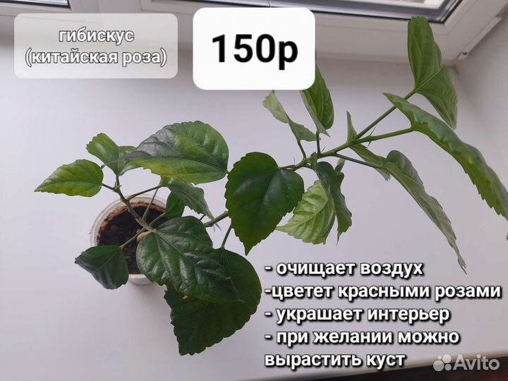 Растения у Вас дома