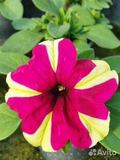 Качественная рассада петунии. На цвету