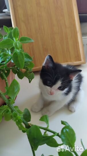 Котята в хорошие руки