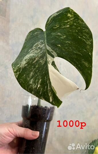 Монстера вариегатная альба