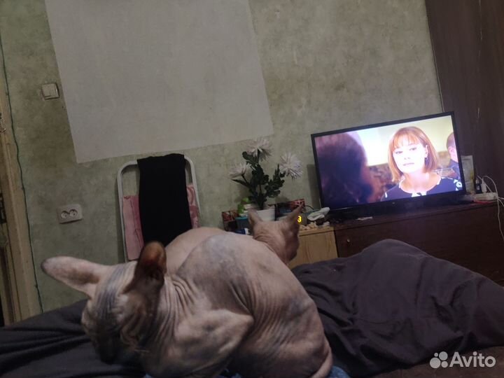 Канадский сфинкс