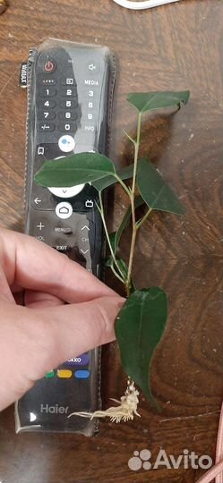 Фикус Бенджамина