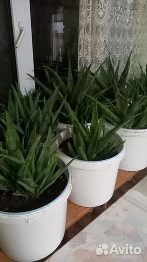 Алоэ вера(есть 5-летние)