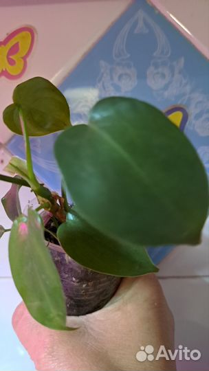 Комнатные растения цветы