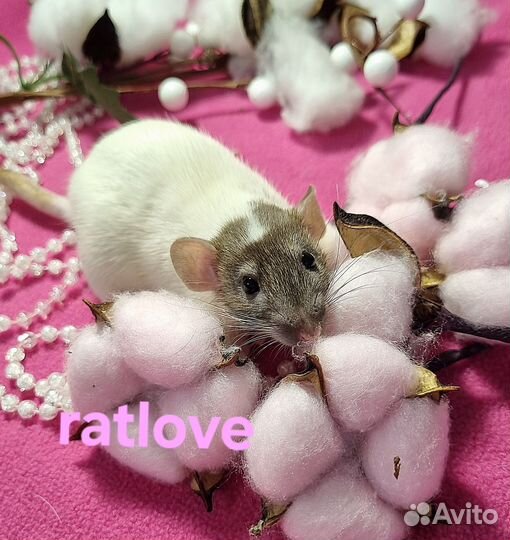 Крысята дамбо девочки красотки