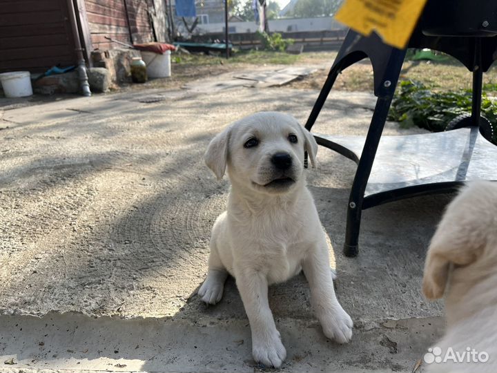 Собака лабрадор