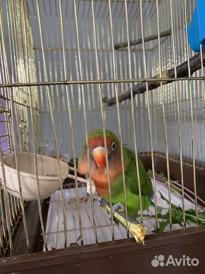 Неразлучник девочка