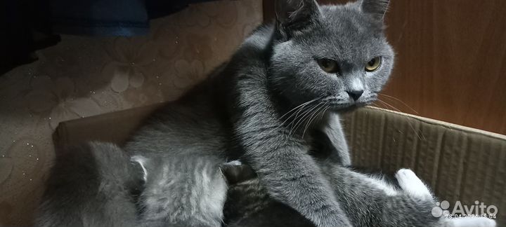 Британская кошка с котятами