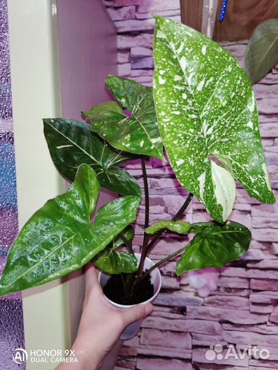 Сингониум Пинк Спот, Панда, Вайт Баттерфляй