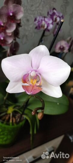 Орхидея фаленопсис