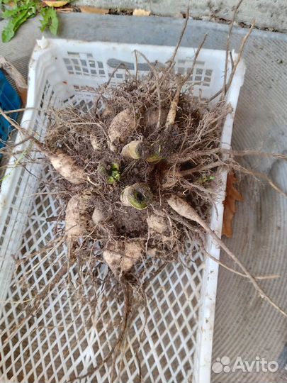 Георгины клубни