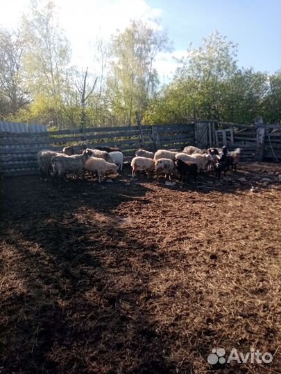 Молодые свиньи и бараны