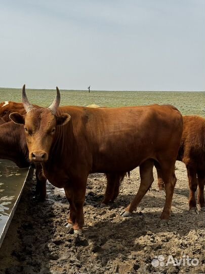 Быки на племя