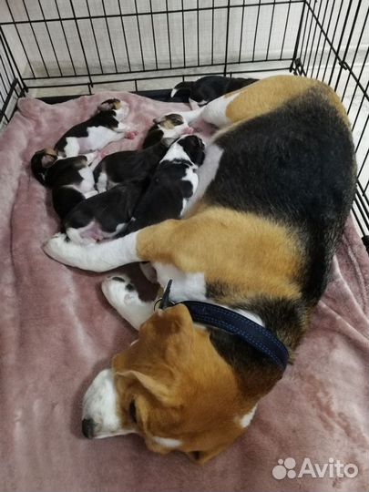 Продам щенков бигля