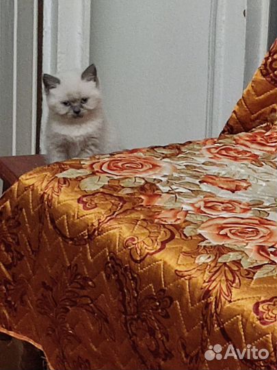 Вислоухие котята