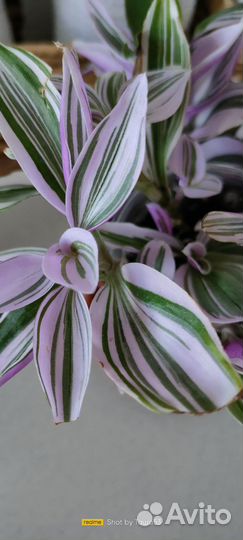 Домашние цветы