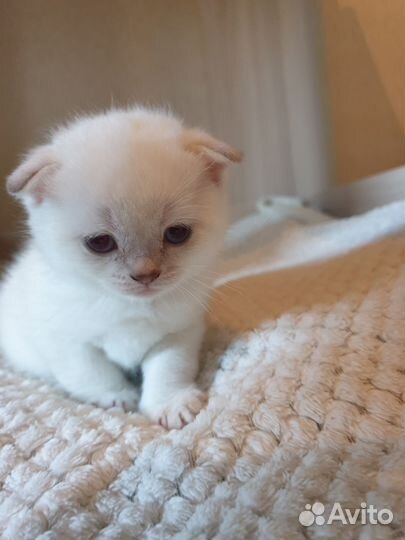 Шотланский вислоухий котенок шотландец