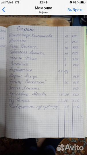 Сирень красавица Москвы Принц Волконский Мадам Лем