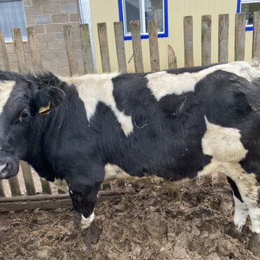 Быки живым весом продать