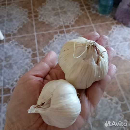 Чеснок на посадку