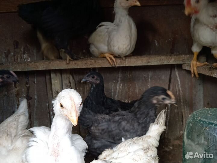 Цыплята несушки подрощенные