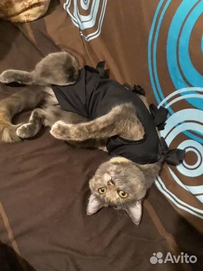 Ветеринарный врач на дом