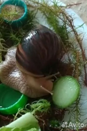 Улитки ахатины продам 1000