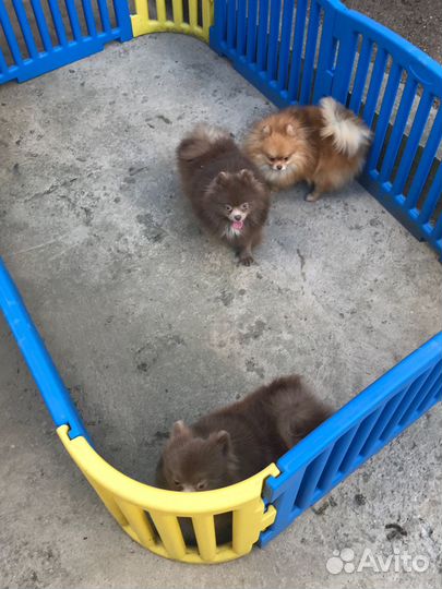 Помераночки шпицули редких окрасов