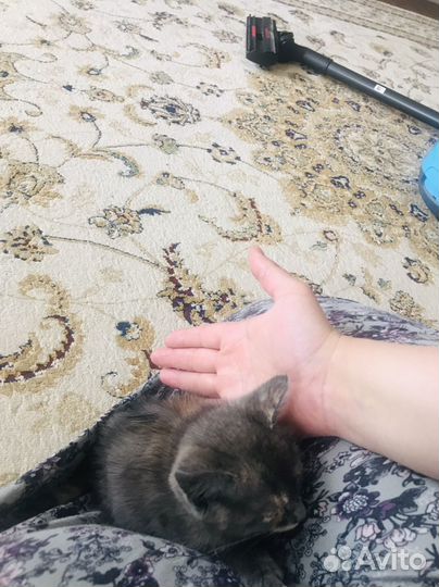 Котенок девочка в добрые руки