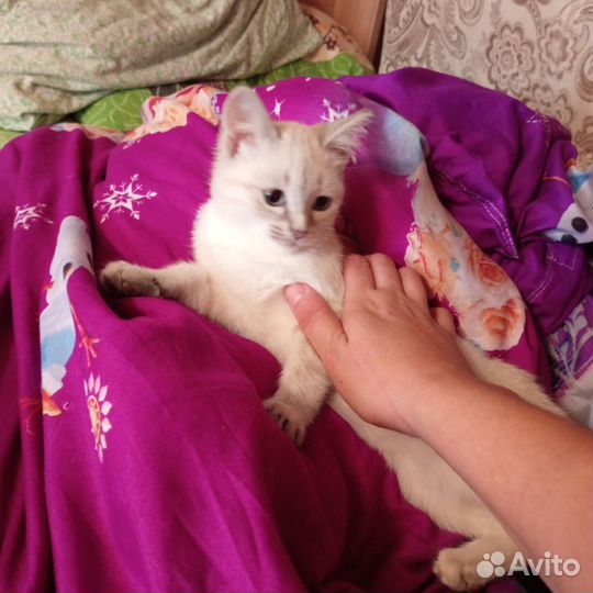 Котята