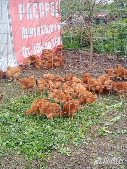 Курочки молодки