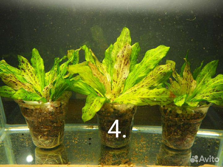 Эхинодорусы, продам аквариумные растения
